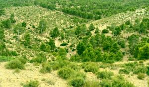 Verdure à Dar Chioukh