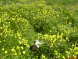 Champ de Moutarde à El Bridja (Wilaya de Djelfa)