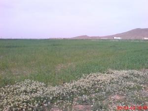 Champ agricole aux alentours de Djelfa