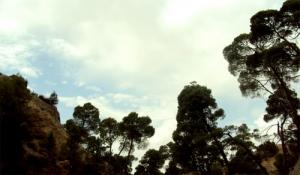 Les forêts de Djelfa