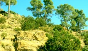 Végétation Rocheuse à Djelfa