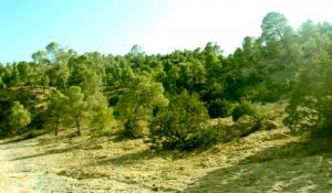 Une Forêt de Djelfa