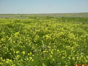 Champ de Moutarde Sauvage aux abords de Djelfa