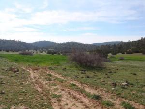 Verdure aux abords de Djelfa