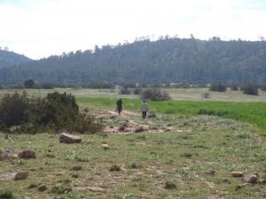 Verdure à Drioua (Wilaya de Djelfa)
