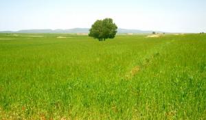Un Champ agricole dans la commune de Dar Chioukh (Wilaya de Djelfa)