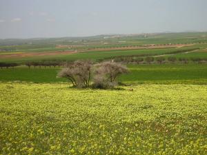 الحقول البهيجة لبلدية  بوخنافيس