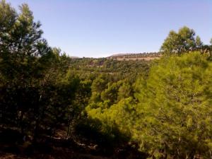 Vertes forêts de Sétif