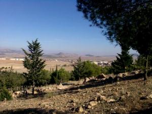 Les arbres entourant la ville de Salah Bey
