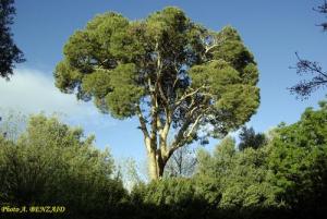 Pépinière communale (périphérie de Sétif)