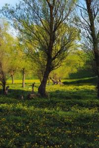 Arrivée du Printemps sur la périphérie de Sétif