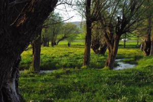 Verdure du printemps sur la forêt de Sétif