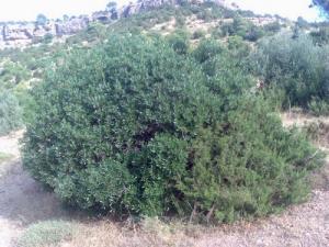 Verdure aux alentours de Sétif