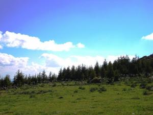 Arrivée du Printemps sur la forêt de  Megres