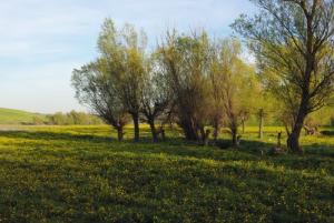 Maouane-paysage_printemps 2009