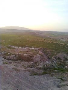 Elevage de Moutons à Sétif