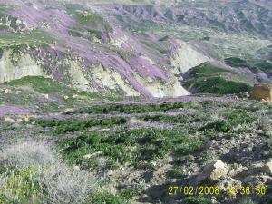 ضواحي عسلاي