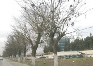 Siège de Sonelgaz (Sétif)