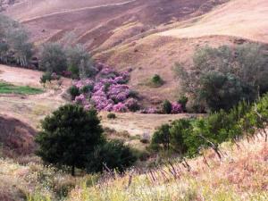 Paysage de Oued Benzaga (Périphérie de Setif)