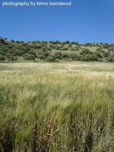 Champ d'orge dans la commune de Amoucha