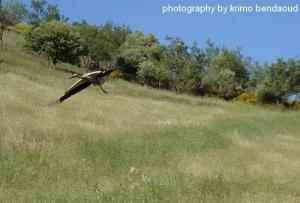 Une Cigogne survolant les champs de céréales à Amoucha