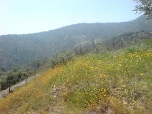 ÈáÏíÉ ãÚÇáÉ Ýí ÝÕá ÇáÕíÝ