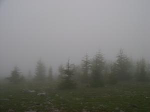 Les forêts de Megres sous le brouillard