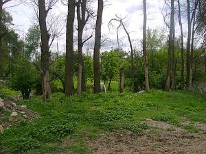 Le Forêts de Boussellam