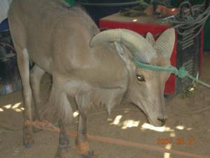 كبش الجبال بحديقة المحافظة على الغابات لولاية تمنراست