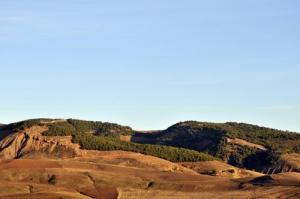 Forêt montagneuse dans la périphérie de Setif