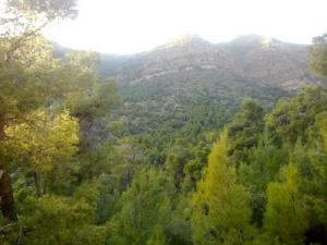 Les vertes forêts de Setif