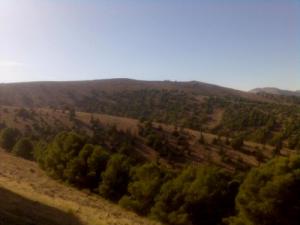 Forêt de Setif au Printemps