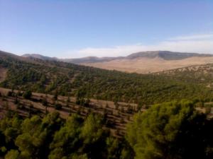 Forêt Sétifienne au Printemps