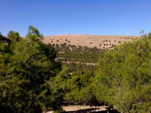 Des arbres de la forêt de Sétif