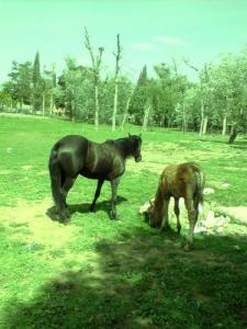 Elevage de Chevaux à Sétif