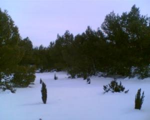 Neige sur la forêt de Sétif
