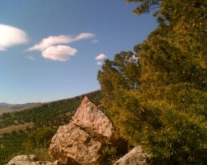 Pins d'Alep sur les Montagnes Sétifiennes