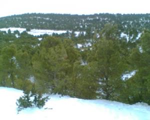 Neige sur les forêts Sétifiennes