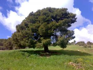 Un arbre dans les prairies sétifiennes