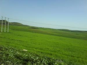 Les prairies de Tachouda (Wilaya de Sétif)