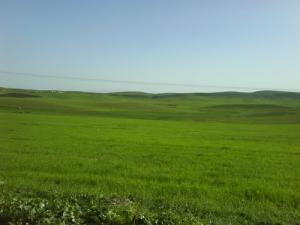 Les prairies de Tachouda (Wilaya de Sétif)