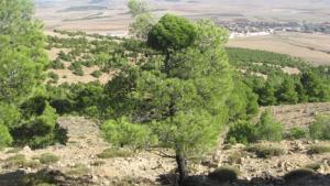 Les vertes forêts Sétifiennes