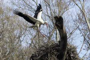 أعشاش طائر اللقلاق بضواحي مدينة سطيف