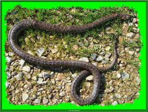 Couleuvre de Montpellier,( Malpolon monspessulanus)
