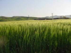 Champs de Blé à Ain Béda (Wilaya de Sétif)