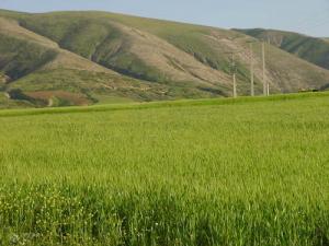Champ de Blé à Ain Beda (Wilaya de Sétif)