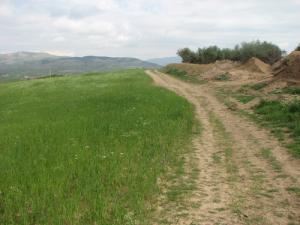 Un sentier parmi les champs de Céréales de Ain Béda (Wilaya de Setif)