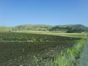 Champ agricole à Tachouda