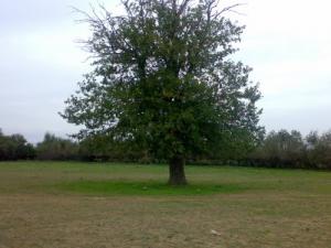 Un arbre au alentours de Tamagoult