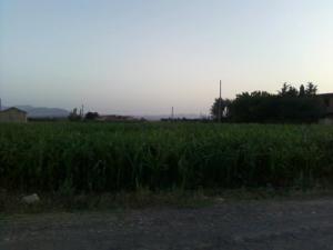 Champs agricoles aux alentours de Tamagoult (Commune de Serdj El Ghoul)